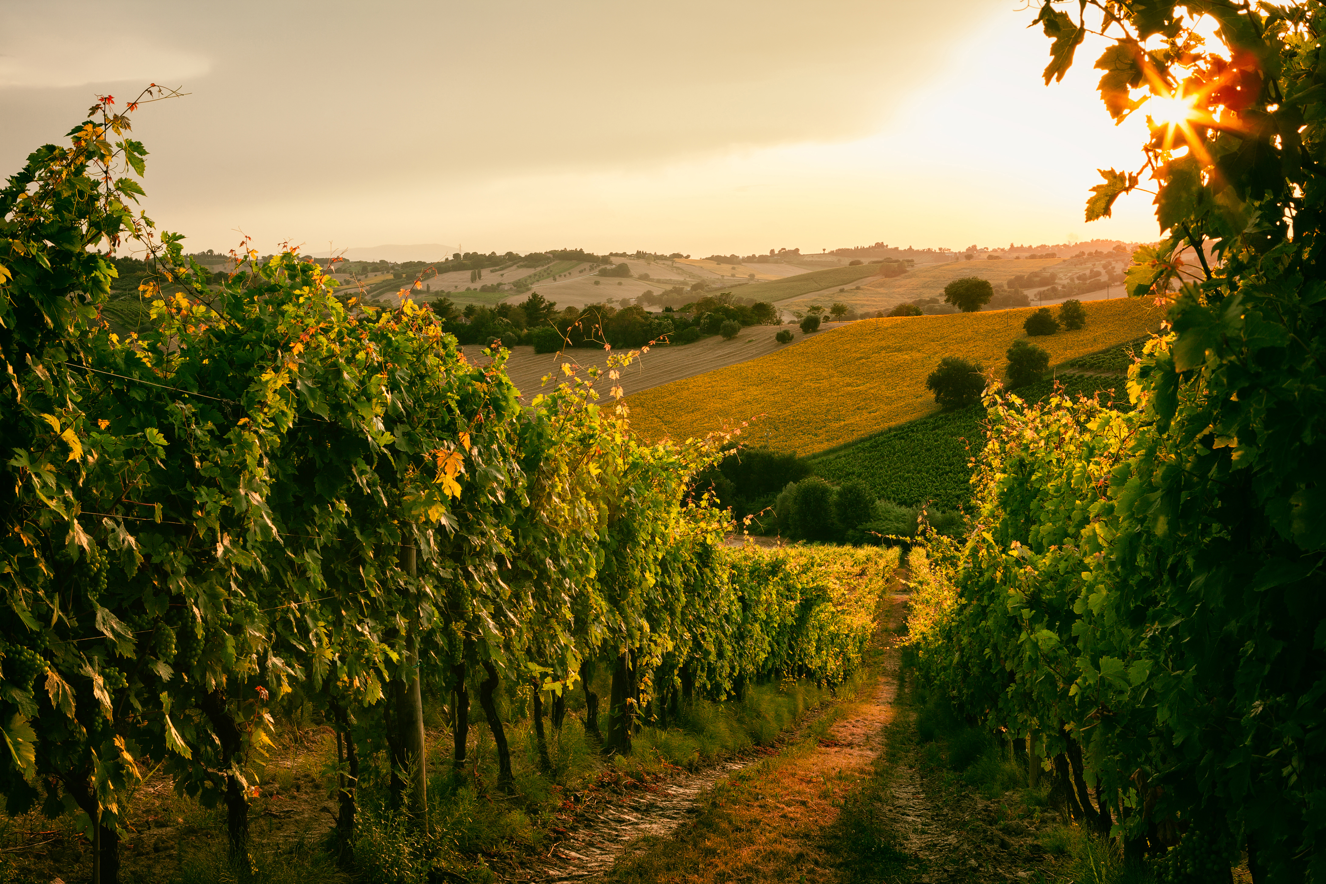 Balade dans les vignes